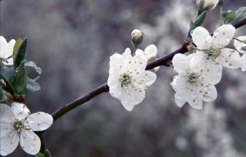 Prunus Pflanze_16