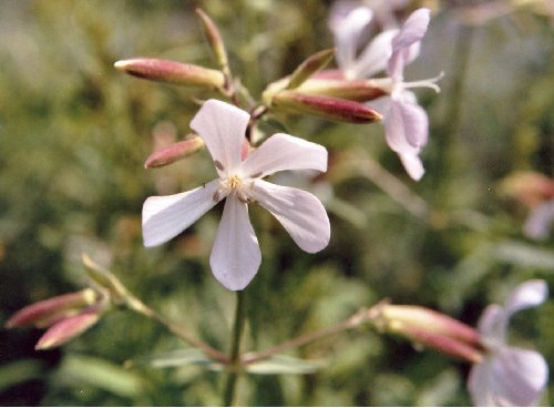 Saponaria Pflanze_18